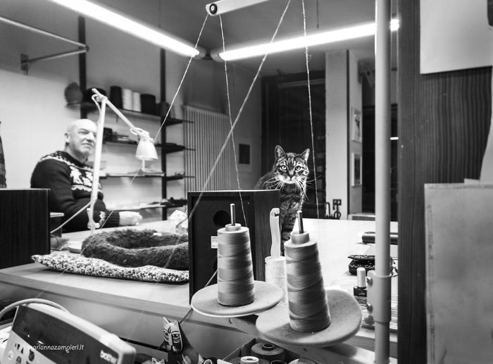 Kot siedzący w pracowni tkackiej
