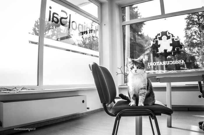 Kot siedzący na krześle w biurze