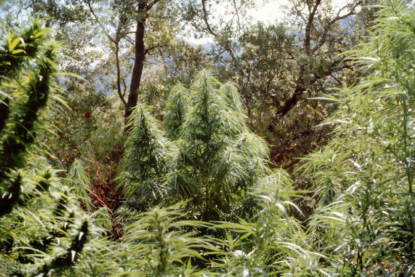 0 1 Jak wygląda życie na najbardziej znanej plantacji marihuany?