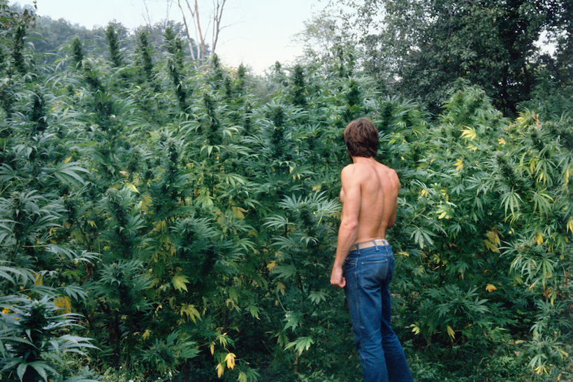 2 1 Jak wygląda życie na najbardziej znanej plantacji marihuany?