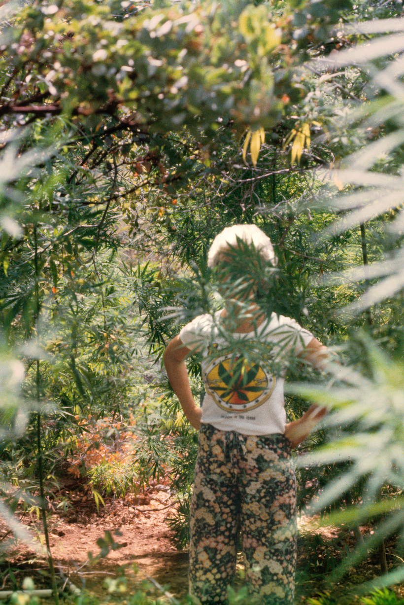 7 1 Jak wygląda życie na najbardziej znanej plantacji marihuany?