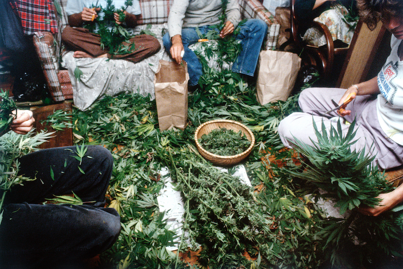 8 1 Jak wygląda życie na najbardziej znanej plantacji marihuany?