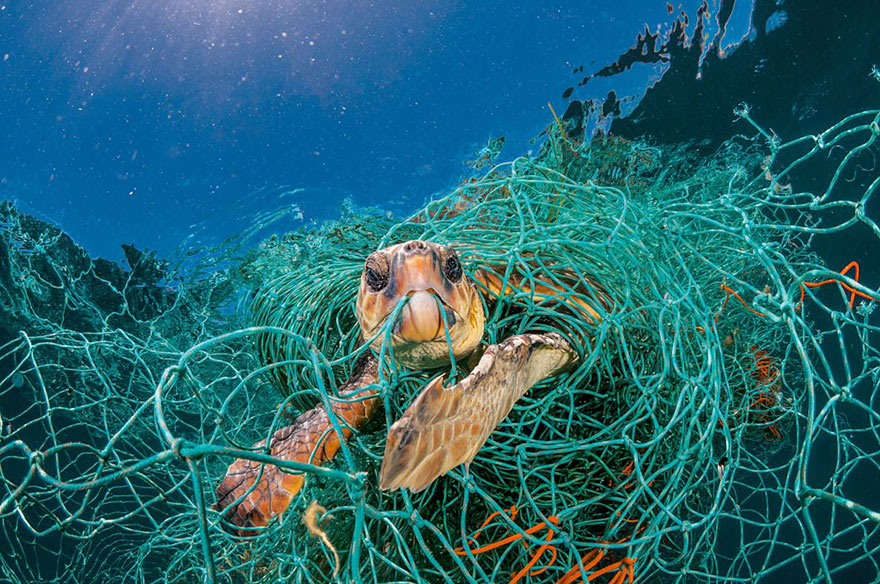 plastic crisis impact on wildlife national geographic june issue cover 15 5afd8402af62c 880 Planeta, czy Plastik? Szokująca seria zdjęć National Geographic
