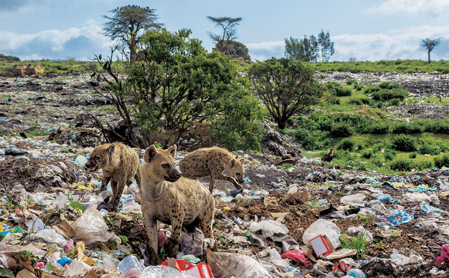 plastic crisis impact on wildlife national geographic june issue cover 7 5afd84c063ede 880 Planeta, czy Plastik? Szokująca seria zdjęć National Geographic