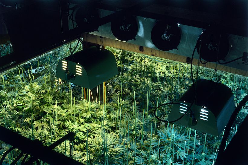 14 1 Jak wygląda życie na najbardziej znanej plantacji marihuany?