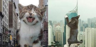 Dwa zdjęcia przedstawiające olbrzymie koty zdobywające miasto