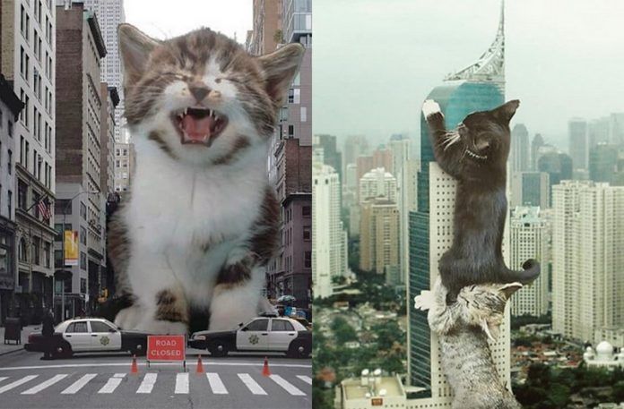 Dwa zdjęcia przedstawiające olbrzymie koty zdobywające miasto
