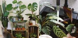 Dwa zdjęcia przedstawiające zielone rośliny