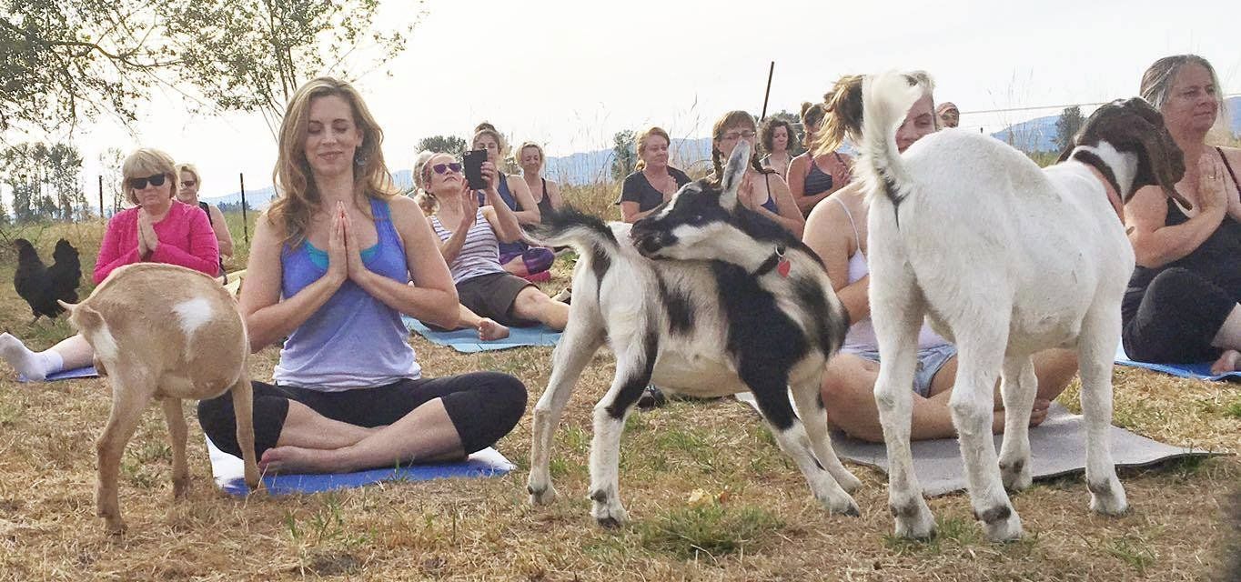 Kozy i osoby ćwiczące jogę