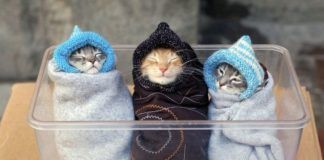 Trzy kotki zawinięte w kocyk