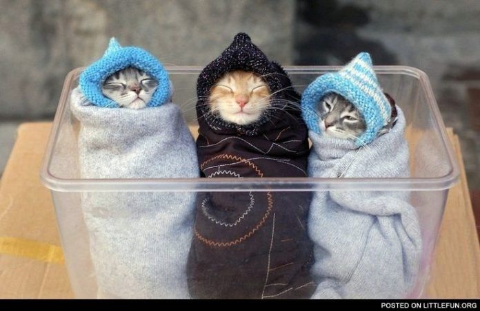 Trzy kotki zawinięte w kocyk