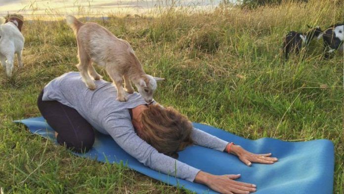 Koza stojąca na plecach kobiety ćwiczącej jogę