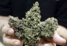 Kwiat marihuany trzymany w dłoniach