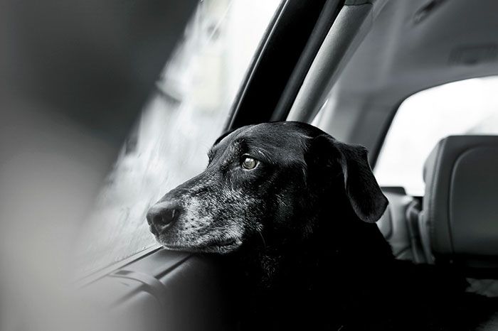 czarno białe zdjęcie, czarny pis patrzy przez okno na zewnątrz pojazdu