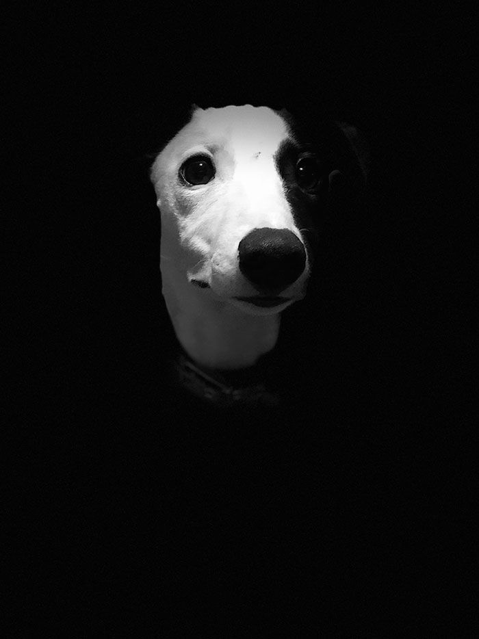głowa czarno-białego psa z punktowym światłem tylko na pysk