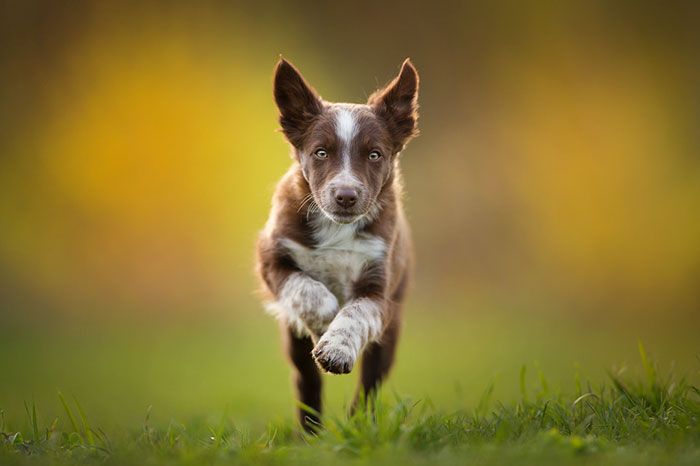mały pies biegnący w stronę fotografa, rozmyte tło