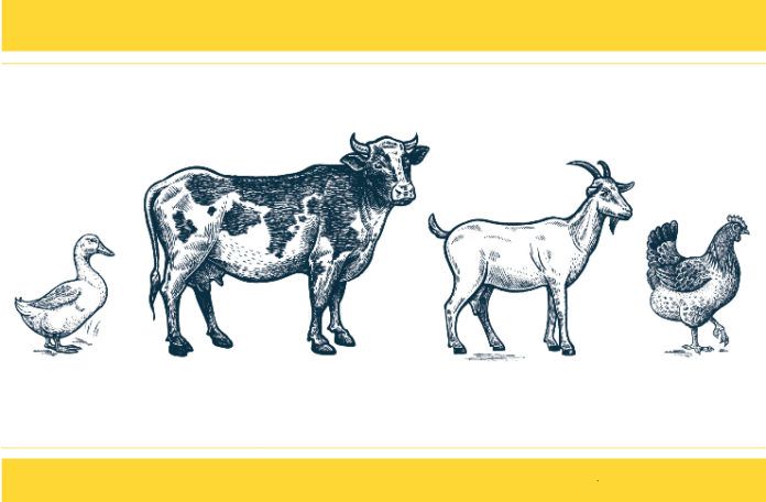 Rysunek przedstawiający kaczkę, krowę, kozę i kurę