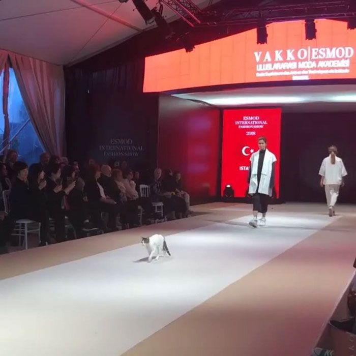 stray cat istanbul fashion show vakko esmod 5bd6bf9a6d0e4 700 Bezdomny kot wkradł się na wybieg podczas pokazu mody