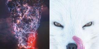 Zdjęcie burzy i twarzy wilka