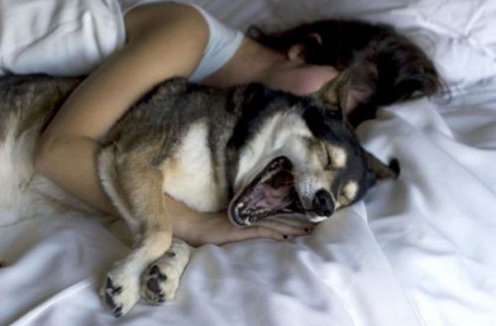 Dziewczyna śpiąca w łóżku z psem