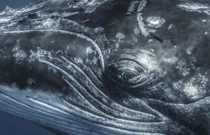 2236238 78portrait shane keena eye to eye 5c4f049b009e9 700 20 najpiękniejszych podwodnych zdjęć z konkursu Ocean Art Underwater Photo