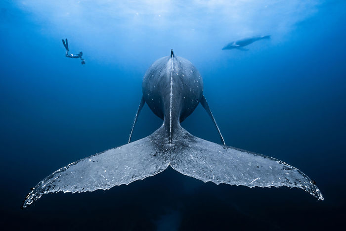 ocean art underwater photo contest 2018 5c4ef288024cc 700 20 najpiękniejszych podwodnych zdjęć z konkursu Ocean Art Underwater Photo