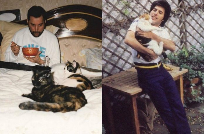 Mężczyzna w łóżku z kotami i mężczyzna trzymający kota na ręku