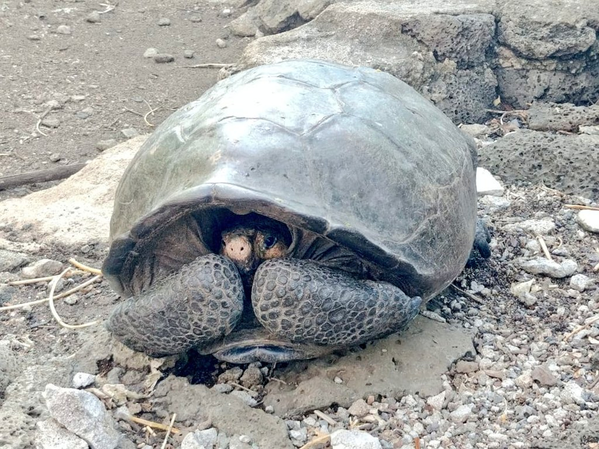 Слоновая черепаха среда обитания. Абингдонская слоновая черепаха одинокий Джордж. Галапагосские острова черепахи. Сухопутная черепаха Галапагосы. Гигантские черепахи с Галапагосских островов.