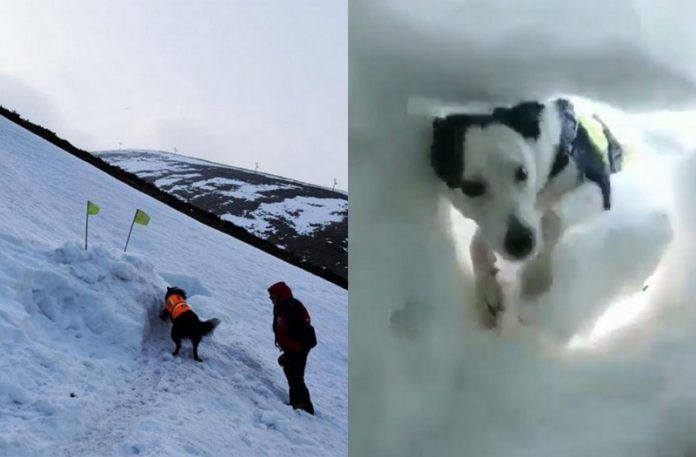 Pies ratujący człowieka spod śnieżnej zaspy