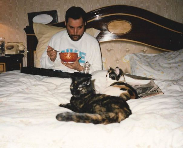 Mężczyzna z kotami w łóżku