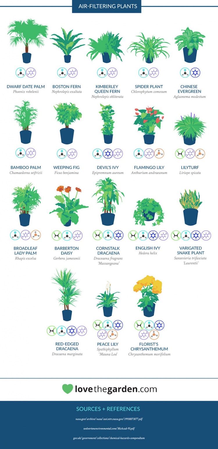 Lista roślin oczyszczających powietrze w mieszkaniu