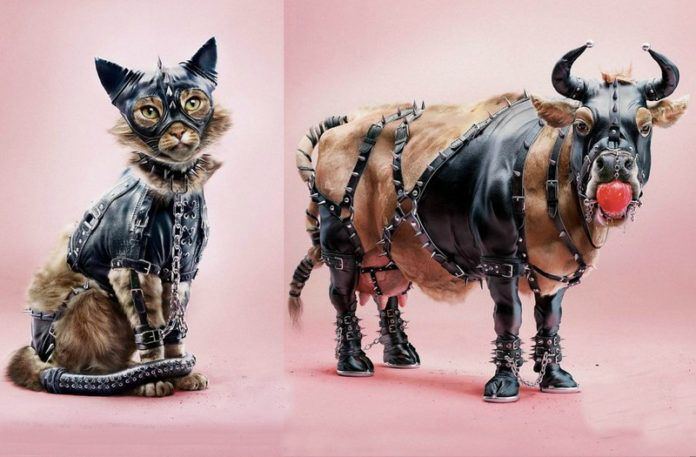 Kot i krowa w strojach BDSM