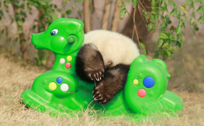 Panda na bujanym koniku
