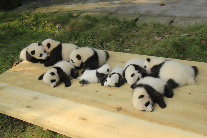 Pandy leżące na drewnianej desce