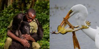 Mężczyzna przytulający małpę i ptak łapiący żabę