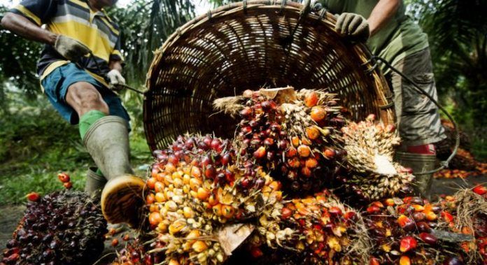 na zdjęciu widoczni są ludzie wysypujący nasiona palmy olejowej z dużych wiklinowych koszy