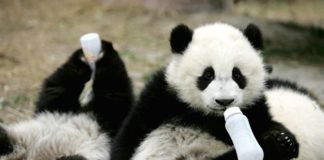 Dwie pandy z butelkami