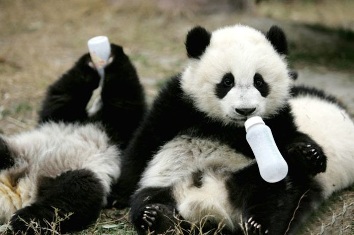 Dwie pandy z butelkami