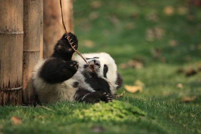 Panda bawiąca się patykiem