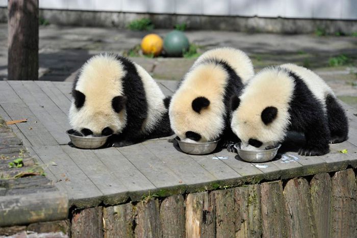 Pandy jedzące z miski
