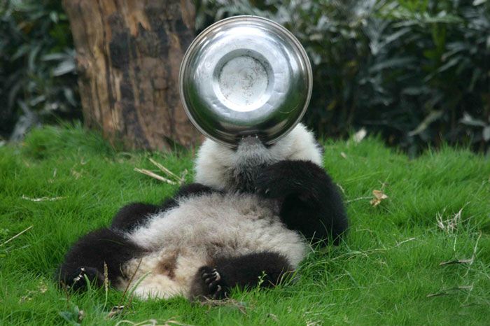 Panda z miską 