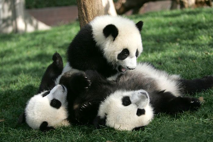 Trzy pandy bawiące się ze sobą