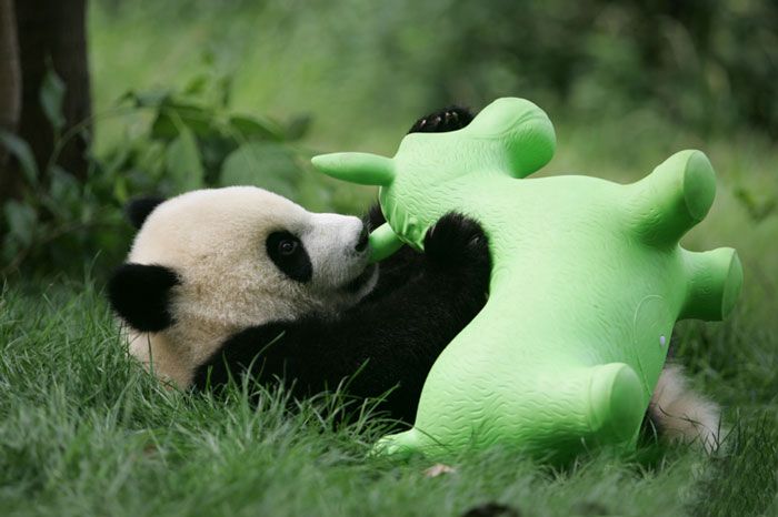 Panda bawiąca się plastikową zabawką