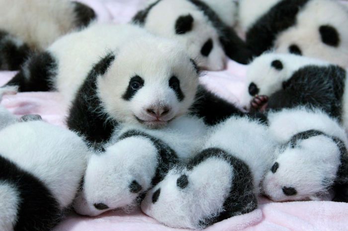 Małe pandy leżące jedna na drugiej