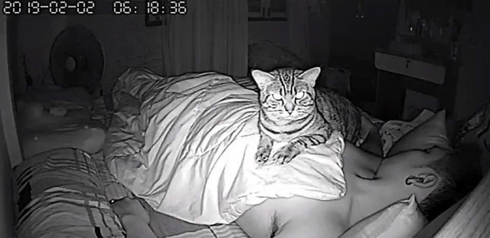 secret camera record cat sleep night 22 5c94a2c5c0253 700 Mężczyzna zamontował w sypialni kamerę, by sprawdzić, co jego kot robi w nocy