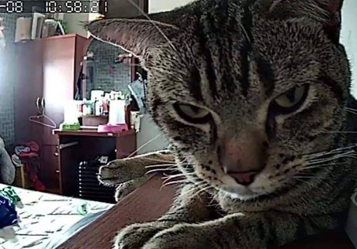 Kot patrzący w obiketyw kamery
