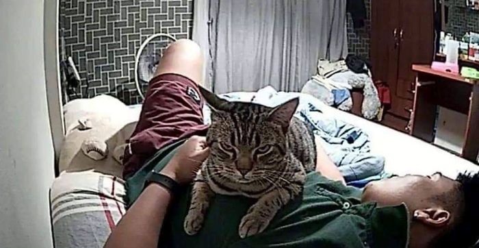 secret camera record cat sleep night 69 5c94a326dc878 700 Mężczyzna zamontował w sypialni kamerę, by sprawdzić, co jego kot robi w nocy
