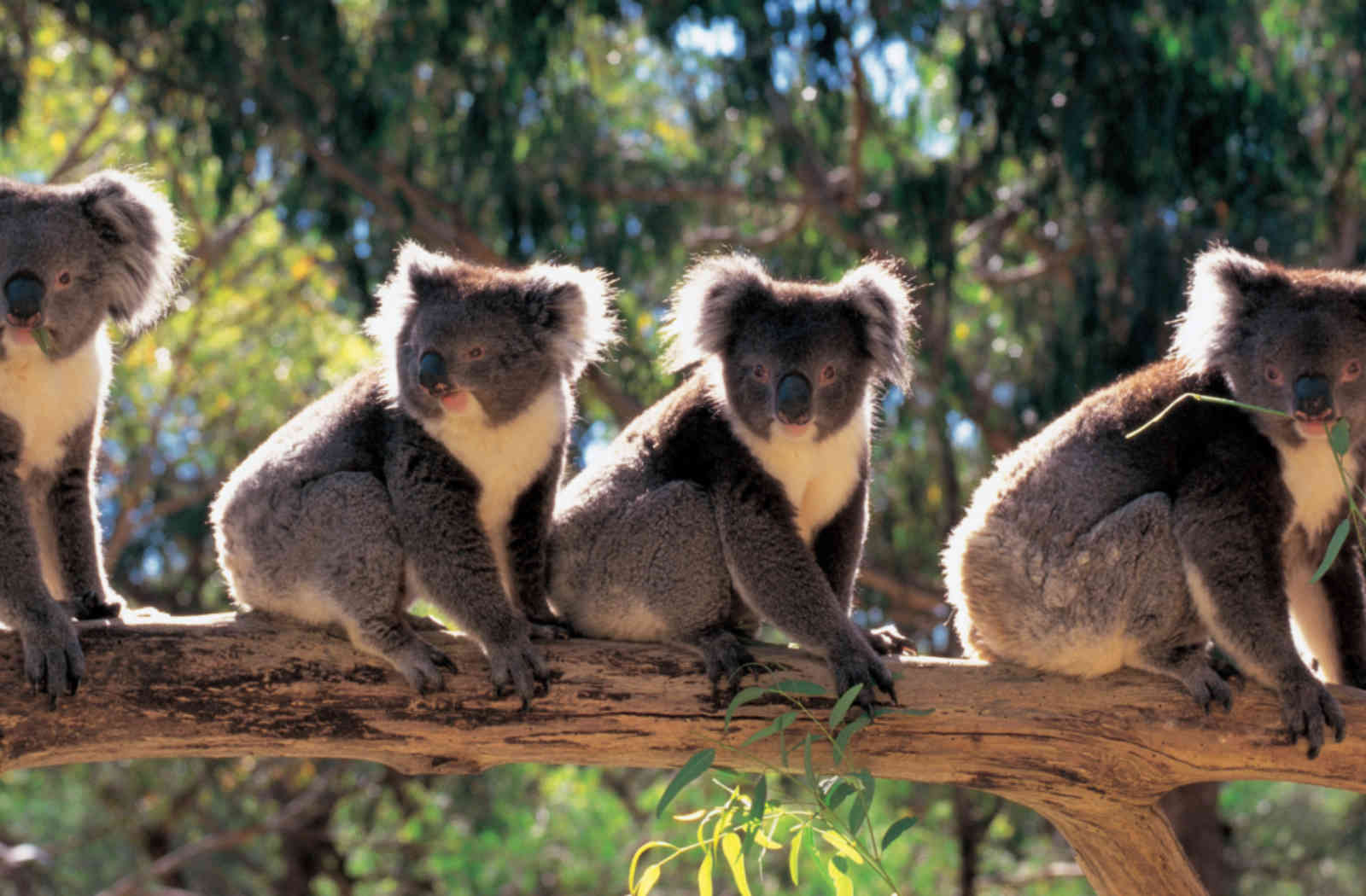 Cztery misie koala na gałęzi