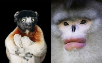 Dwa zdjęcia przedstawiające portrety małp