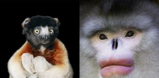 Dwa zdjęcia przedstawiające portrety małp